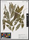 Foto von Salix aegyptiaca L.